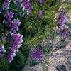 Fototapeta Komar Stefan Hefele 4-dílná vliesová SHX4-130 Flowering Tales (200 x 280) + potřebné lepidlo zdarma