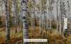 Fototapeta Komar Stefan Hefele 9-dílná vliesová SHX9-015 Colorful Aspenwoods (450 x 280) + potřebné lepidlo zdarma