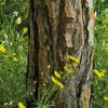 Fototapeta Komar Stefan Hefele 9-dílná vliesová SHX9-011 Blütenzauberwald (450 x 280) + potřebné lepidlo zdarma