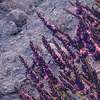 Fototapeta Komar Stefan Hefele 9-dílná vliesová SHX9-052 Lavender Dream (450 x 280) + potřebné lepidlo zdarma