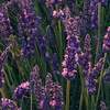 Fototapeta Komar Stefan Hefele 9-dílná vliesová SHX9-052 Lavender Dream (450 x 280) + potřebné lepidlo zdarma