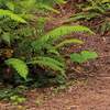 Fototapeta Komar Stefan Hefele 9-dílná vliesová SHX9-077 Redwood Trail (450 x 280) + potřebné lepidlo zdarma