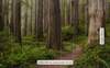 Fototapeta Komar Stefan Hefele 9-dílná vliesová SHX9-077 Redwood Trail (450 x 280) + potřebné lepidlo zdarma