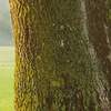 Fototapeta Komar Stefan Hefele 9-dílná vliesová SHX9-086 The Magic Tree (450 x 280) + potřebné lepidlo zdarma