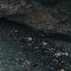 Fototapeta Komar Stefan Hefele 9-dílná vliesová SHX9-095 Wild Canada (450 x 280) + potřebné lepidlo zdarma
