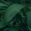Fototapeta Komar Stefan Hefele 9-dílná vliesová SHX9-114 Green Leaves (450 x 280) + potřebné lepidlo zdarma